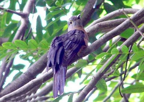 mengenal-beberapa-jenis-burung-wiwik-atau-kedasih-yang-ada-di-indonesia