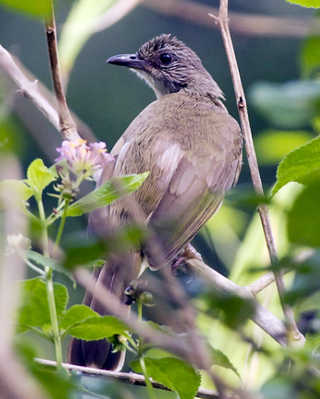 KAPAS TEMBAK/JENGGOT TEMBAK (PYCNONOTUS PLUMOSUS)