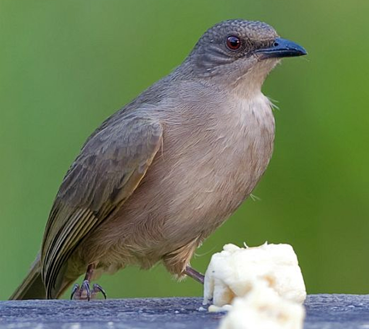 KAPAS TEMBAK/JENGGOT TEMBAK (PYCNONOTUS PLUMOSUS)