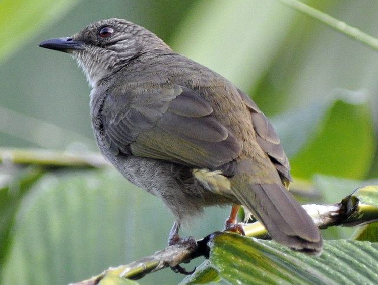 KAPAS TEMBAK/JENGGOT TEMBAK (PYCNONOTUS PLUMOSUS)