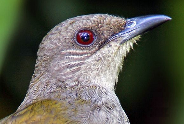 KAPAS TEMBAK/JENGGOT TEMBAK (PYCNONOTUS PLUMOSUS)