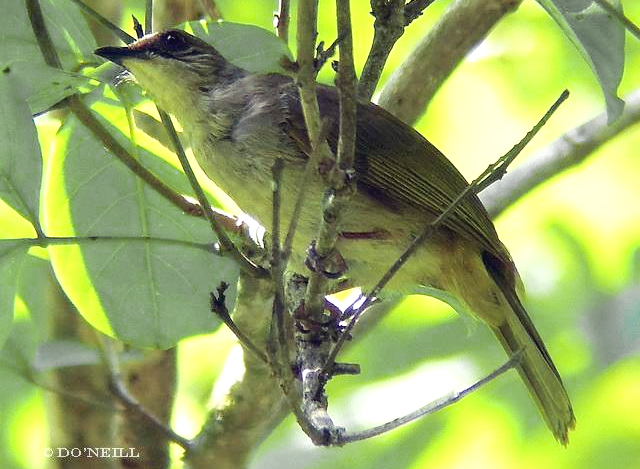 KAPAS TEMBAK/JENGGOT TEMBAK (PYCNONOTUS PLUMOSUS)