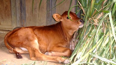 Setujukah BUMN harus buka peternakan sapi di Australia?