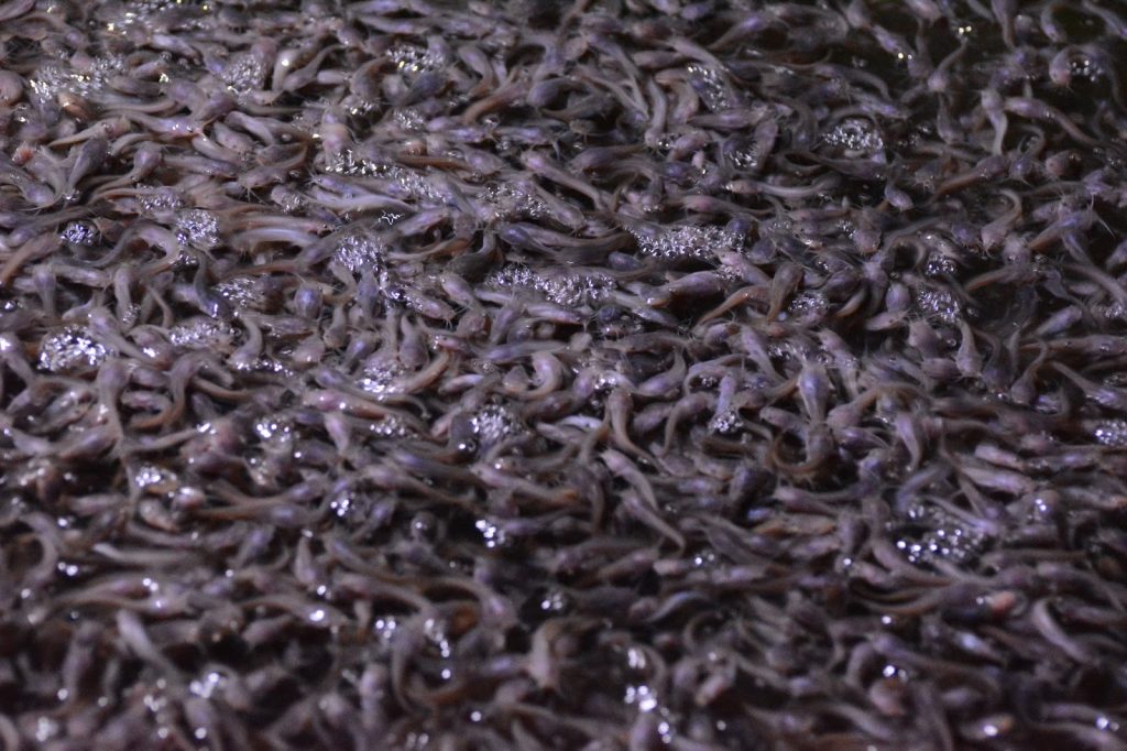 Cara Mudah Sukses Ternak Ikan Lele