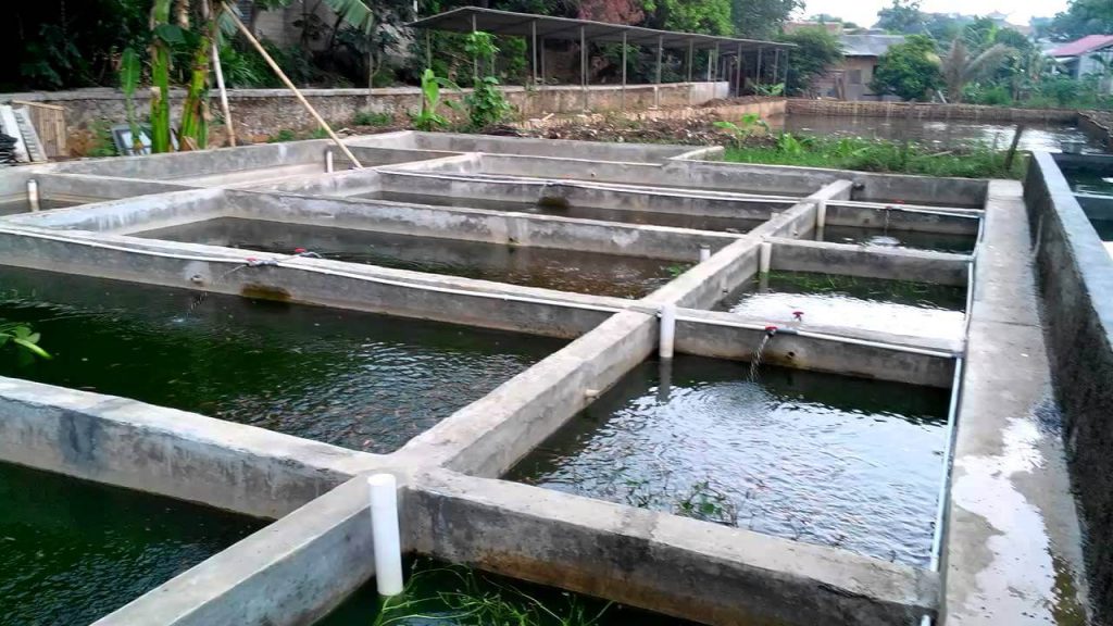 Cara Mudah Sukses Ternak Ikan Lele