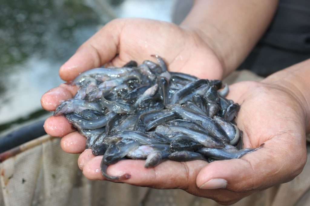Cara Mudah Sukses Ternak Ikan Lele
