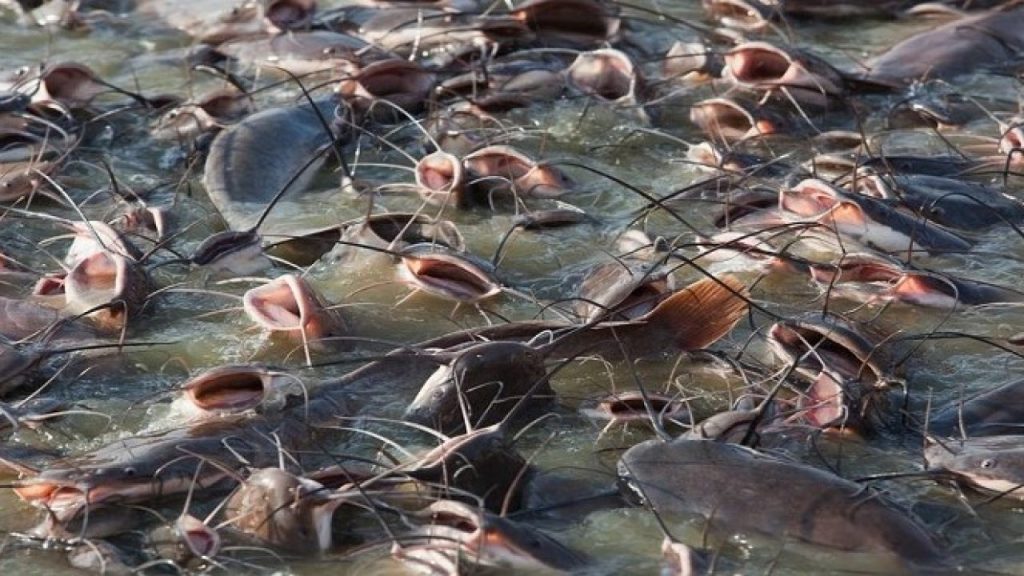Cara Mudah Sukses Ternak Ikan Lele