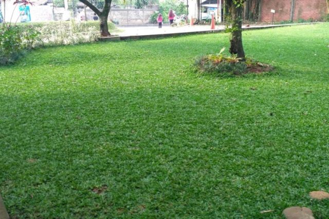 Langkah-langkah Praktis Membudidayakan Rumput Gajah Mini