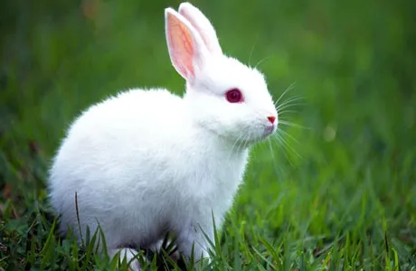 Ternyata Banyak Bahan Makanan dan Minuman Yang Dikharamkan Dalam AlKitab