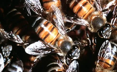 10 Orang Ini Meninggal Karena Hal Tak Masuk Akal! Percaya?