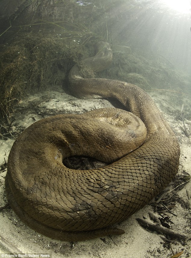Ditemukan, Anaconda raksasa sepanjang 8 meter !