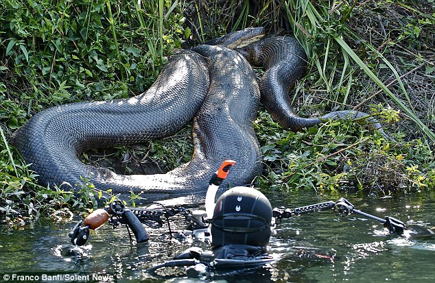 Ditemukan, Anaconda raksasa sepanjang 8 meter !