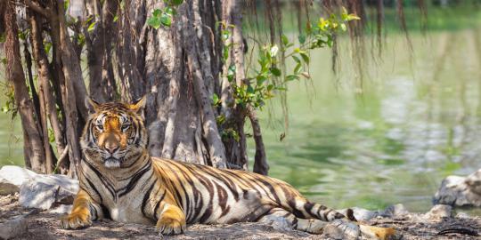 Harimau Taman Safari memakan Korban lagi