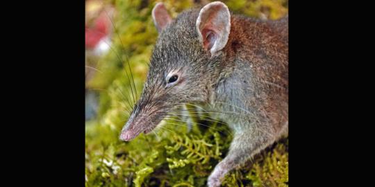 &#9827; Spesies tikus ompong ditemukan di Indonesia &#9827;