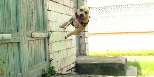 TreT, anjing super yang jago parkour!