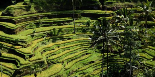 Bali akan punya dua jalan layang (Berita Transportasi)
