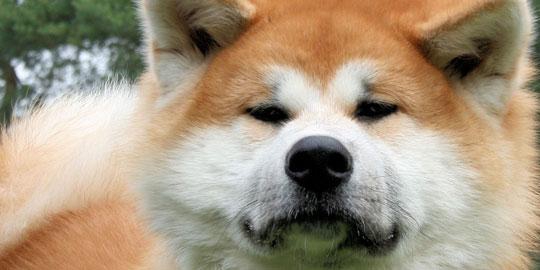 10 anjing paling mahal sejagad