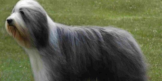 10 anjing paling mahal sejagad