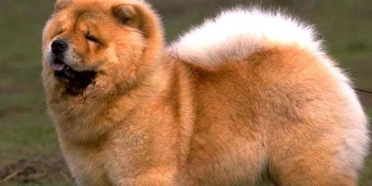 10 anjing paling mahal sejagad