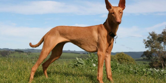 10 anjing paling mahal sejagad