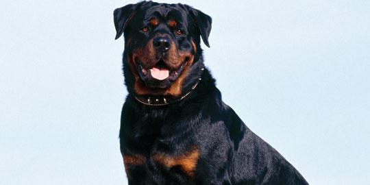 10 anjing paling mahal sejagad
