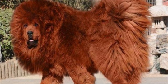 10 anjing paling mahal sejagad