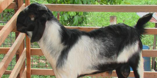 pengurus-masjid-menangis-terima-2-hewan-kurban-dari-pemulung