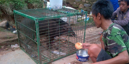 5 Hewan Ini Kerap Dianggap Jelmaan Dari Manusia 