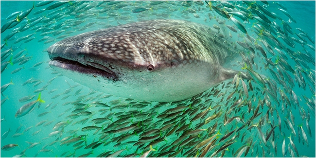 7 Foto Mengagumkan di Bawah Laut