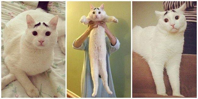 Sam, Kucing Yang Jadi Selebriti di Instagram Karena Memiliki Alis