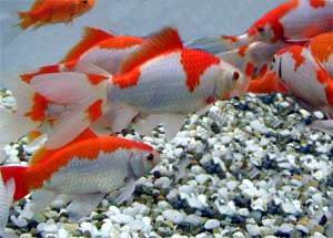 Ikan Hias dan Perlengkapan Akuarium