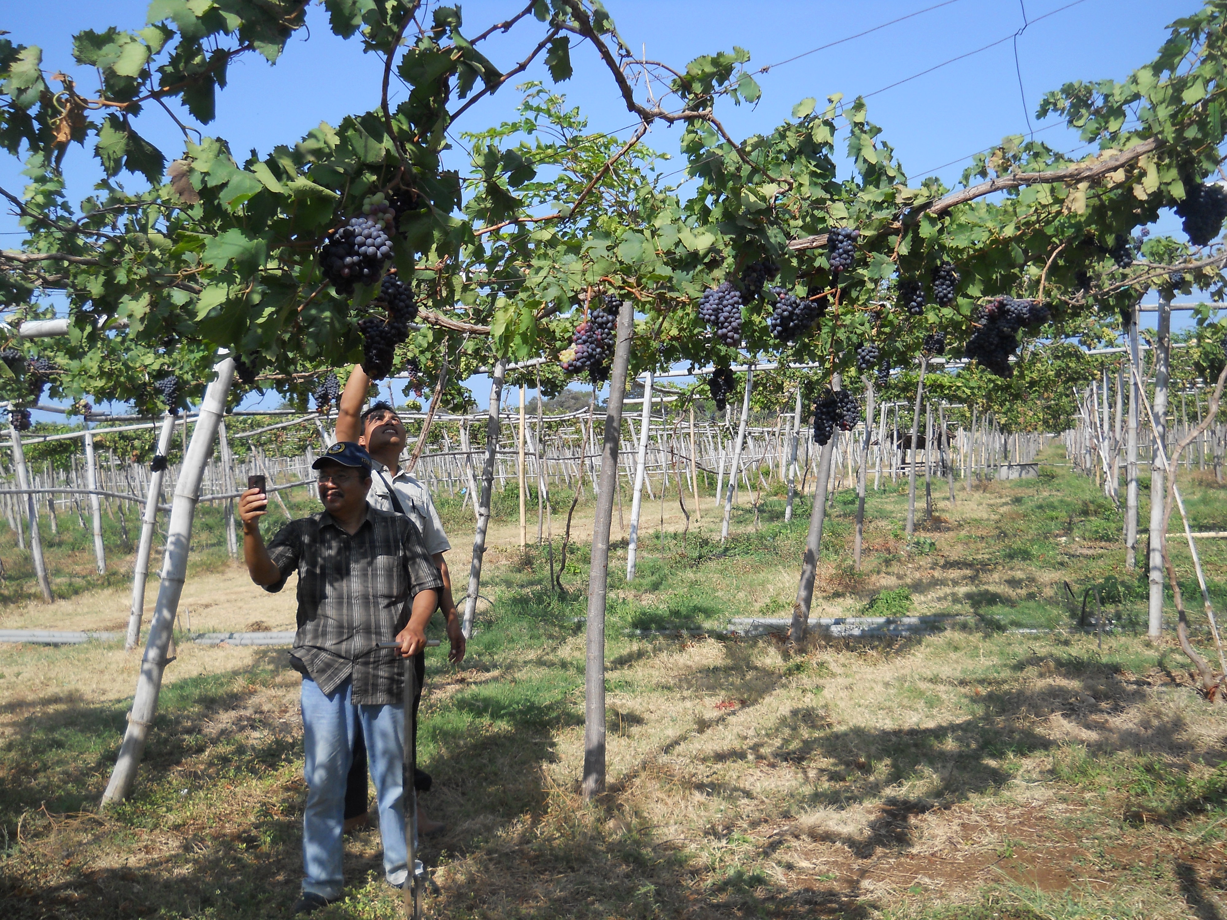 sharengomongin-apapun-ttg-tanaman-pohon-anggur-yuk