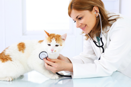 Gambaran Umum Profesi Dokter Hewan di Indonesia