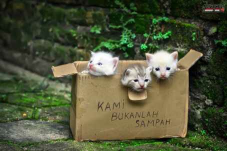 Jangan Sembarangan Membuang Kucing Liar