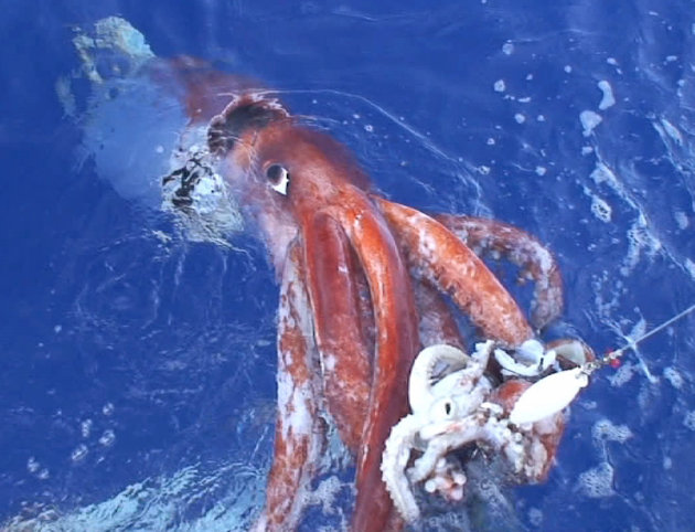 &#91;masuk&#93; Makhluk laut yang MENYERAMKAN :takut