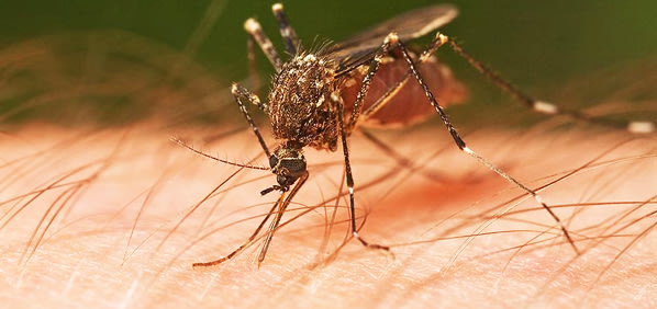 Ini Sebabnya Nyamuk Malaria Gemar Mengisap Darah Manusia