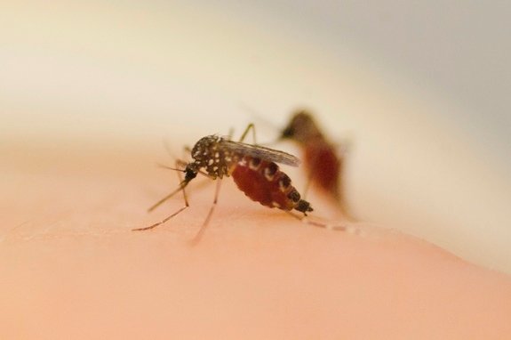 Nyamuk Mutan Tidak Bisa Mengendus Manusia?