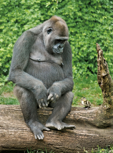 Pertemanan yang Tak Memandang Rupa (Picture)