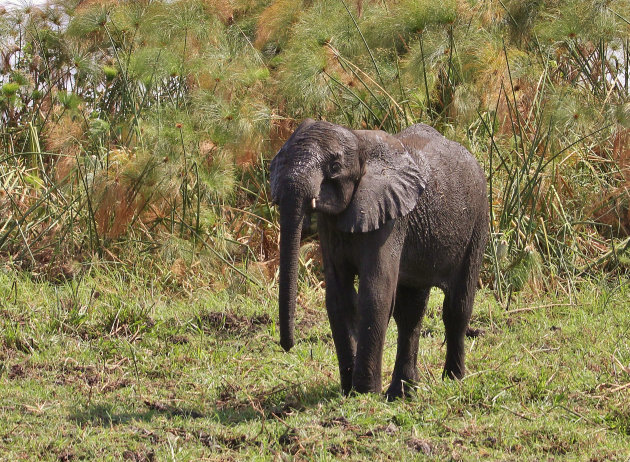 Menyelamatkan Anak Gajah dari Kolam Lumpur kasian gan