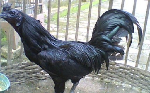 Ayam Cemani di Amerika Bisa Laku Rp 50 Jutaan