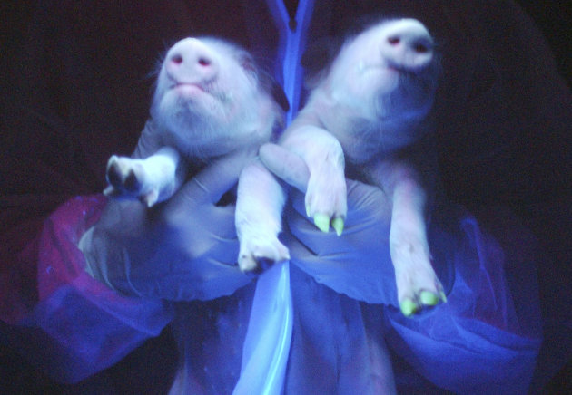 Hewan-hewan hasil kloning