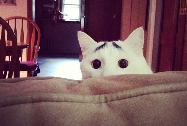 &#91;foto&#93; kucing unik ini punya alis gan