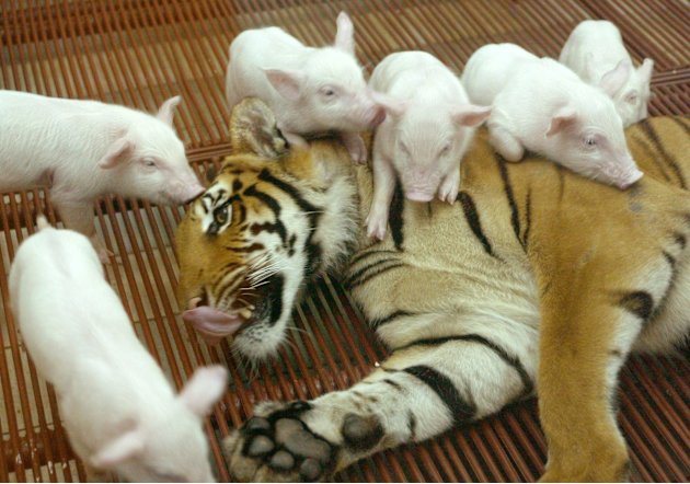 Pertemanan yang Tak Memandang Rupa (Picture)