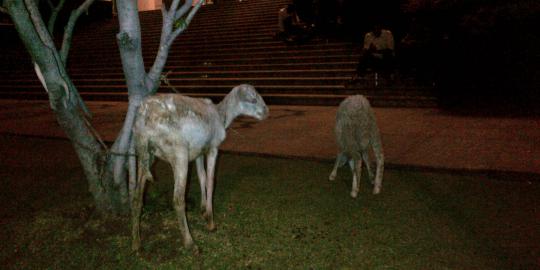 Sidang di MK, Pasangan Berkah Bawa Dua Kambing