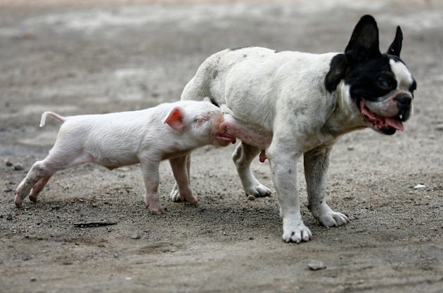 Pertemanan yang Tak Memandang Rupa (Picture)