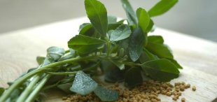 &#91;tips&#93;Ingin Perbesar Payudara? Yuk, Konsumsi Tanaman Herbal Ini!