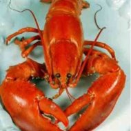 tip-memilih-dan-menikmati-lobster-yang-suka-lobster-masuk