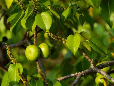 Wow, Pohon Ini Dianggap Paling Beracun di Dunia