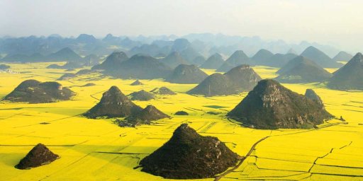 Lautan Kuning di Tengah Pedesaan China