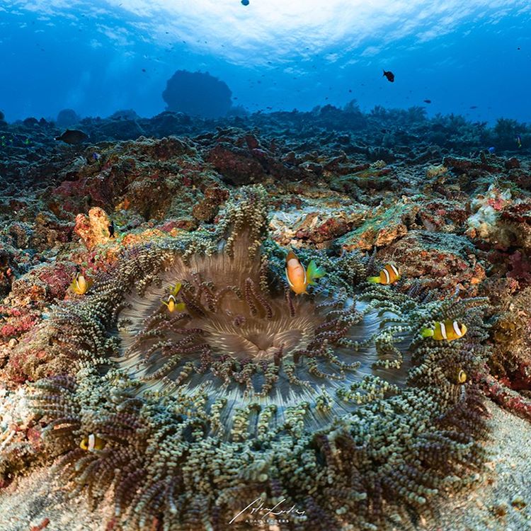 Menikmati Eksotisme Manta Point Labuan Bajo